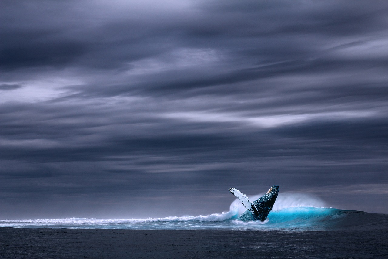 ocean, blue whale, sea-2051760.jpg